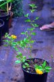 Corbeille d'or. LANTANA camara. Caraïbes. Verbenaceae. 0.3m